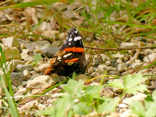 red Admiral on a meadow in Germany