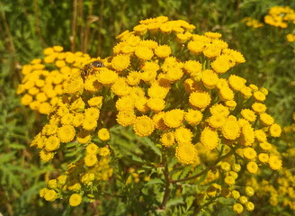 yellow flowers
