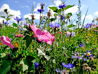 malva in a meadow with a lot of colorful flowers