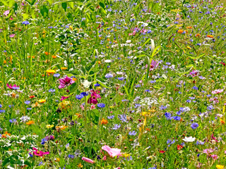 meadow with a lot of colorful flowers
