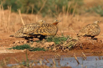 Black-bellied sandgrouse male and female at a point of water in a steppe of Aragon, Spain