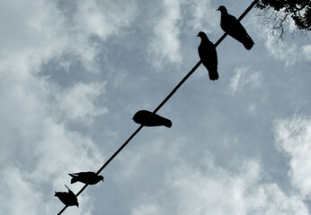 Pigeons perched in electric wire gives a mesmerizing abstract view at Gangtok in Sikkim. According...