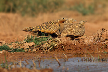 Black-bellied sandgrouse male and female at a point of water in a steppe of Aragon, Spain