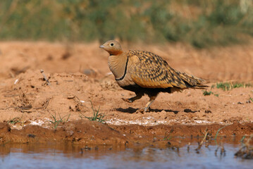 Black-bellied sandgrouse male early in the day at a water point in summer