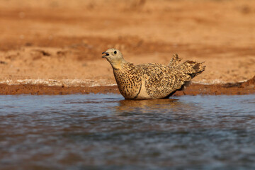 Black-bellied sandgrouse female drinking at a water point on a Spanish steppe early in the day