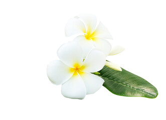 Fototapeta na wymiar White tropical flowers frangipani (plumeria) isolated on white background with clipping path..