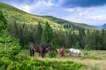 Fototapeta premium A group of horses grazes among the wild nature of the Carpathians