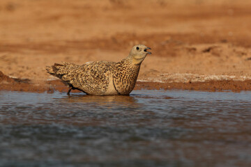 Pin-tailed sandgrouse female early in the day at a water point in summer, Pterocles alchata