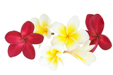 Group of white and red Frangipani (plumeria) flowers isolated on white background with clipping path..