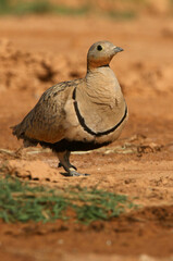 Black-bellied sandgrouse male early in the day at a water point in summer
