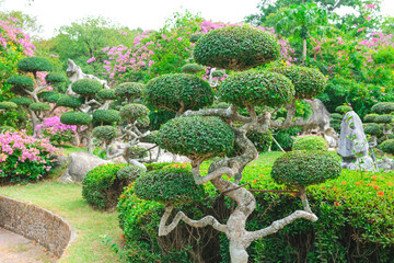 Beautiful Bonsai tree in a garden. Japanese garden or park. Nature in summer. Green background.