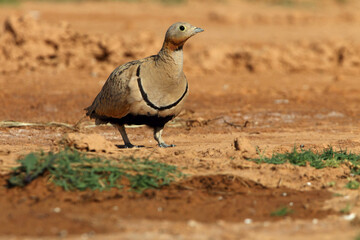 Black-bellied sandgrouse male early in the day at a water point in summer