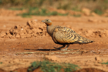 Black-bellied sandgrouse male with the first light of day at a point of water in summer