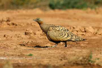 Black-bellied sandgrouse male early in the day at a water point in summer