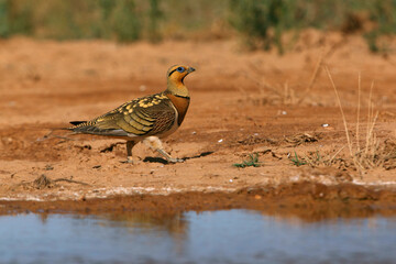Pin-tailed sandgrouse male early in the day at a water point in summer
