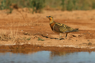 Pin-tailed sandgrouse male early in the day at a water point in summer, Pterocles alchata