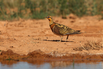 Pin-tailed sandgrouse male early in the day at a water point in summer