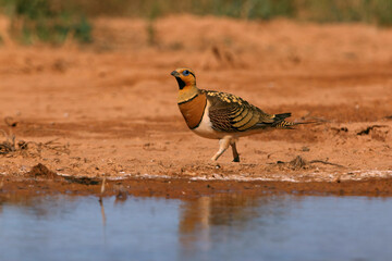 Pin-tailed sandgrouse male early in the day at a water point in summer, Pterocles alchata