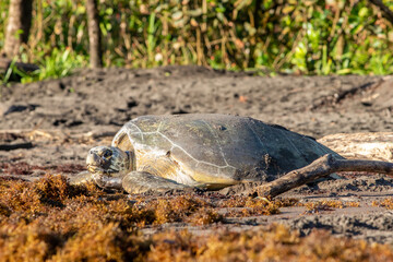 Green sea turtle nesting in Tortuguero Beach, Costa Rica