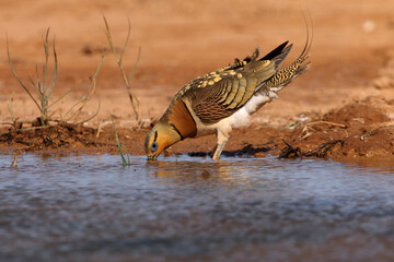 Pin-tailed sandgrouse male early in the day at a water point in summer, Pterocles alchata
