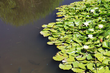 Obraz na płótnie Canvas Water lily in a pond in a park