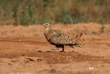 Black-bellied sandgrouse female early in the day at a water point in summer