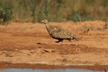 Pin-tailed sandgrouse female early in the day at a water point in summer, Pterocles alchata