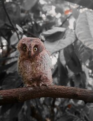 Obraz premium great horned owl