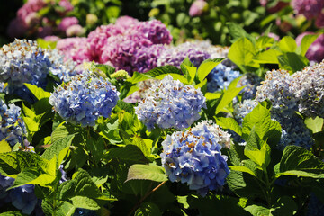 Wide opened purple and blue flowers