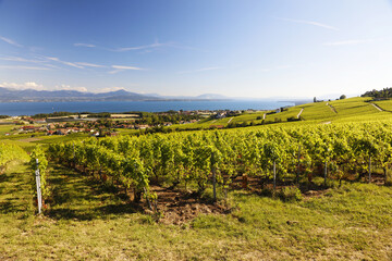 Fototapeta na wymiar Vignes de Mont-sur-Rolle sous un ciel bleu