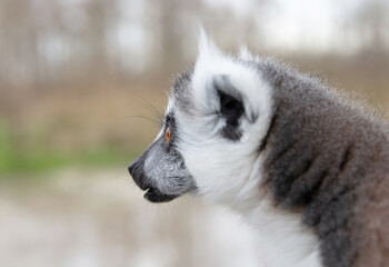 Ring tailed lemur (Lemur catta)