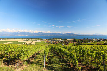 Fototapeta premium Vignes de Mont-sur-Rolle sous un ciel bleu