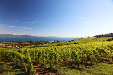 Fototapeta na wymiar View of vineyards in Switzerland