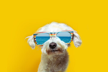 funny puppy dog going on vacations wearing sunglasses, Isolated on yellow background.
