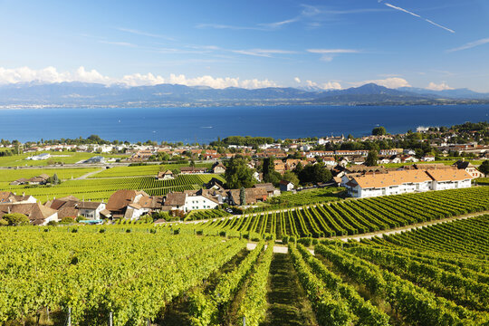 Rolle et le lac L&eacute;man vu des vignes de Mont-sur-Rolle