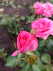 Summer garden flowers