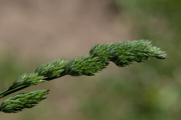 Ein grüner blühender Grashalm (Nahaufnahme)