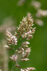 Schönes blühendes Gras / Grashalm / Gräser auf einer Wiese im Sommer
