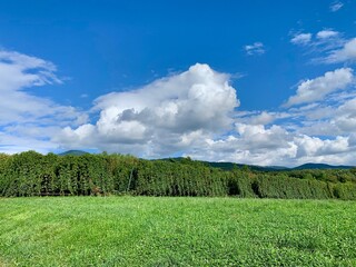 ホップ畑 /  hopfield