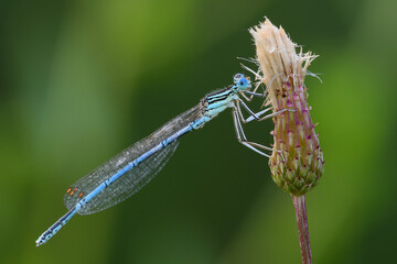 White legged damselfly or blue featherleg male, after rain. With water droplets on the wings. Sitting on a thistle flower, closeup. Waiting for prey. Genus species Platycnemis pennipes. 