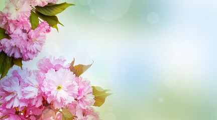 pink sakura flowers close up and light bokeh