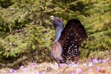 Obraz premium The western capercaillie (Tetrao urogallus) on a small meadow covered with flowers, he sings her spring song