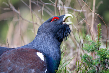 Close up western capercaillie (Tetrao urogallus). The largest member of the grouse family.