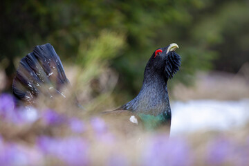 The western capercaillie (Tetrao urogallus) on a small meadow covered with flowers, he sings her spring song