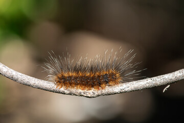 Giant moth caterpillar that has orange-brown hair on a small branch.