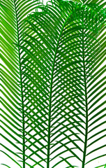 palm leaves grow on white background