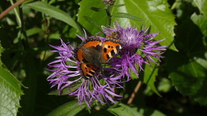 butterfly on a flower