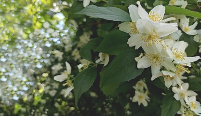 Branches of blossoming Jasmine macro with soft focus on gentle green leaf and white flowers background in sunlight with bokeh. Spring or summer blossom background banner with copy space, toned.