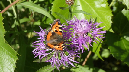 butterfly on pink flower