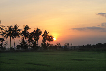
the sun, the sunset, the twilight, the sky flushed, in the rice fields, between the coconut trees
